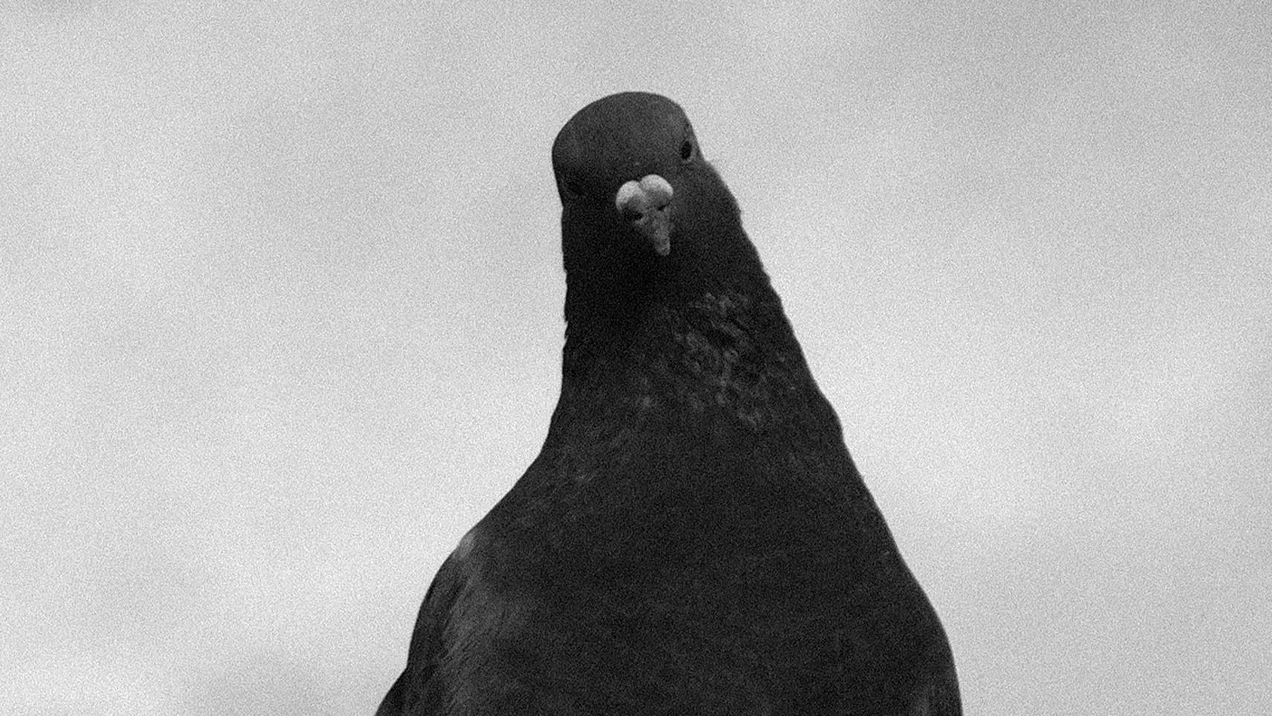 Essay: Tauben 