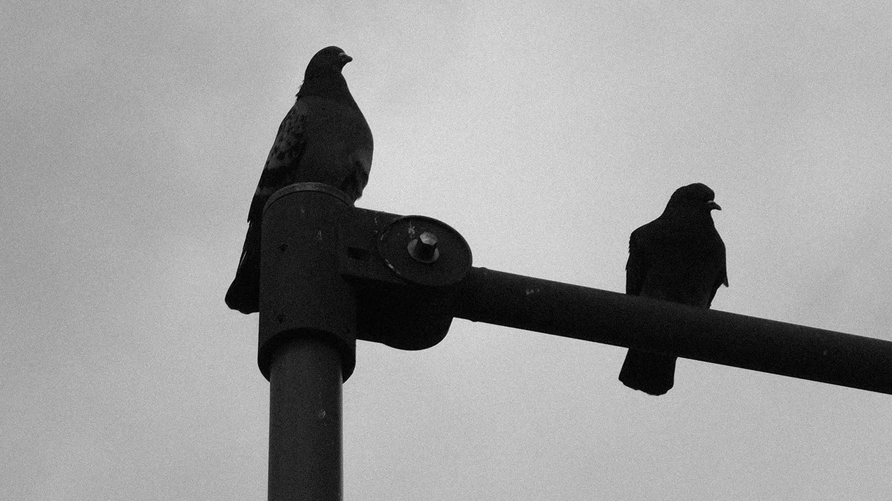 Essay: Tauben 