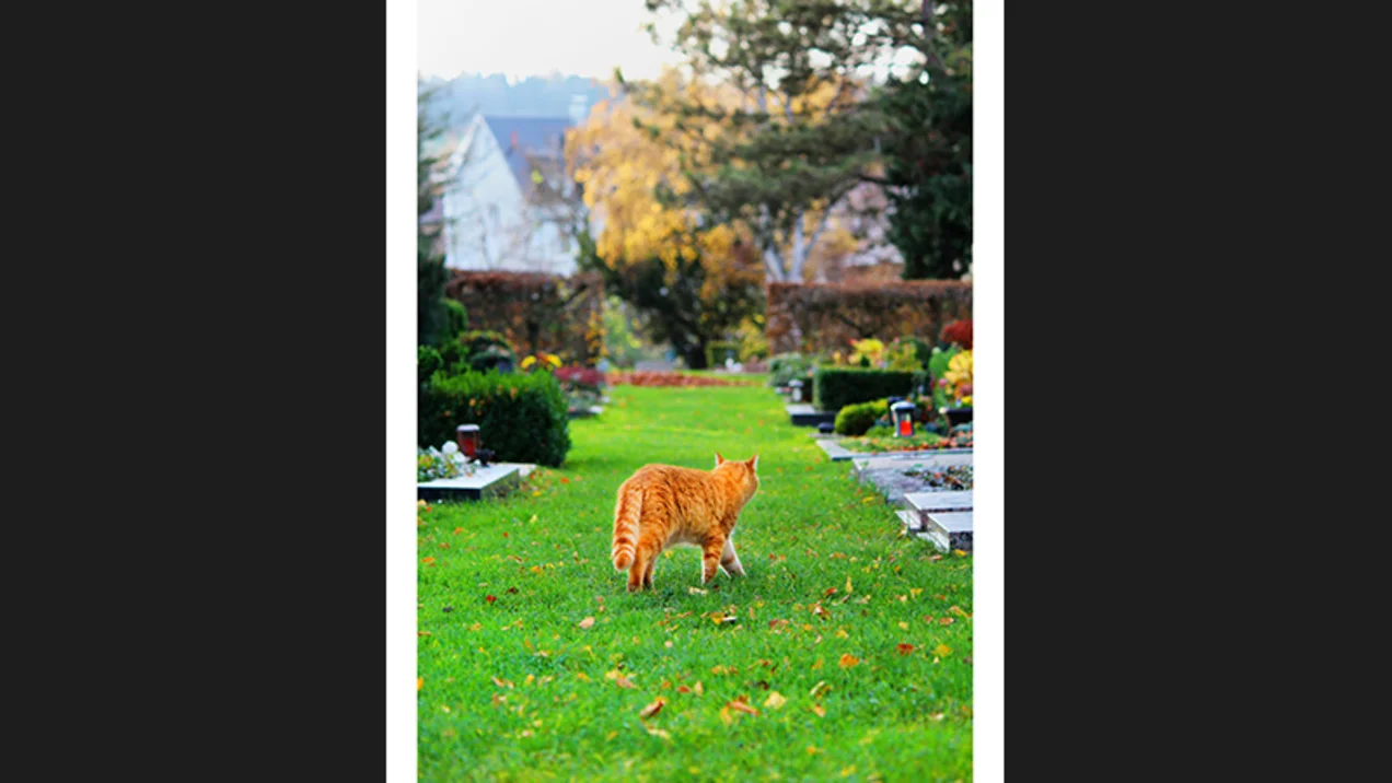 Advanced photography course - Visit only