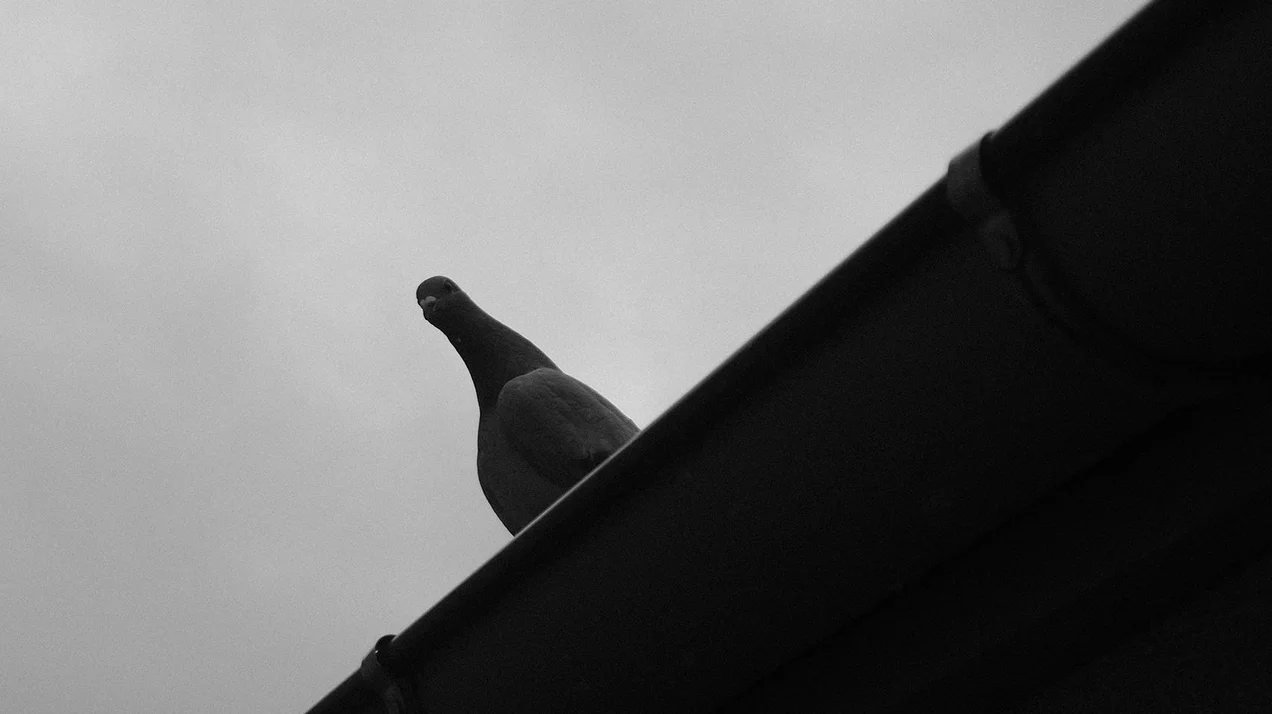Essay: Tauben 