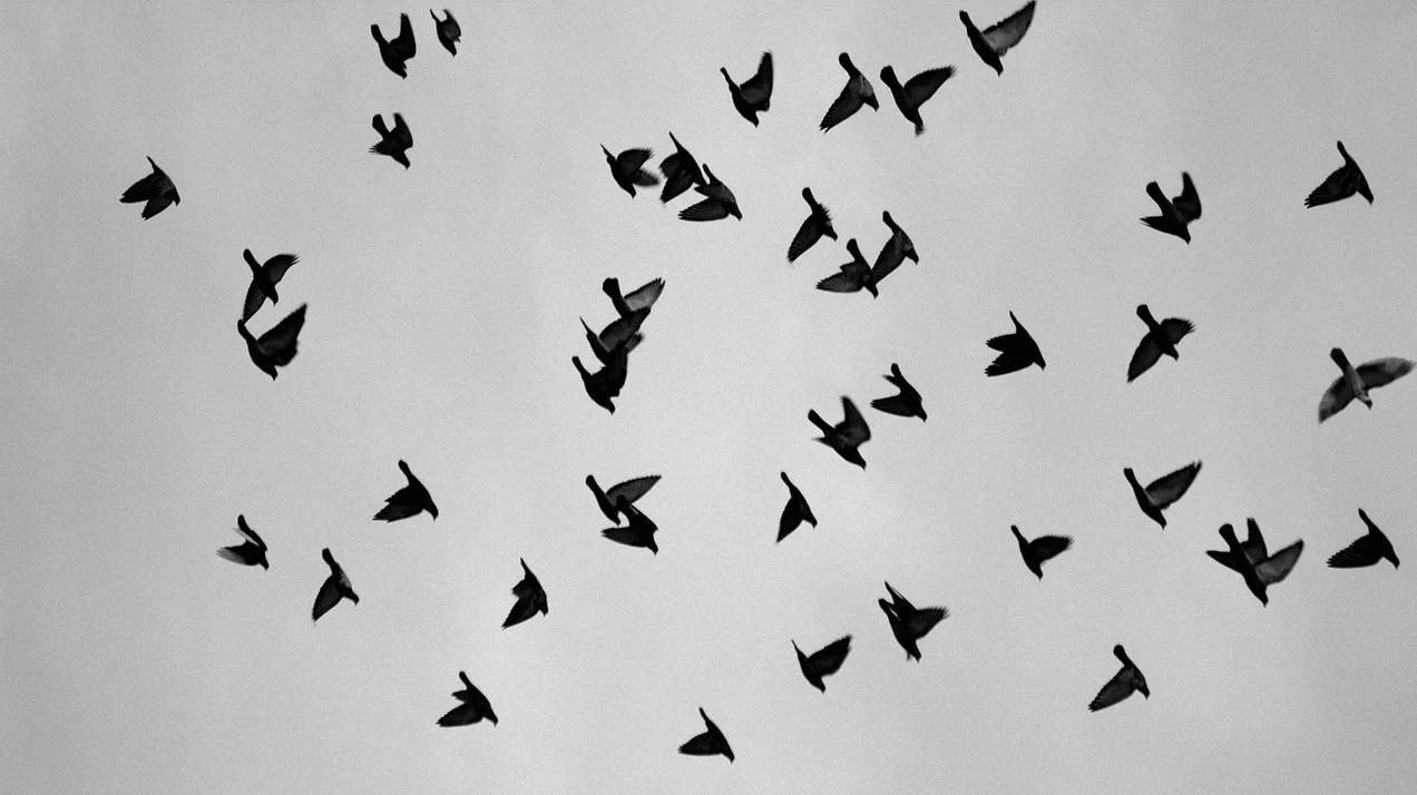 Essay: Tauben 