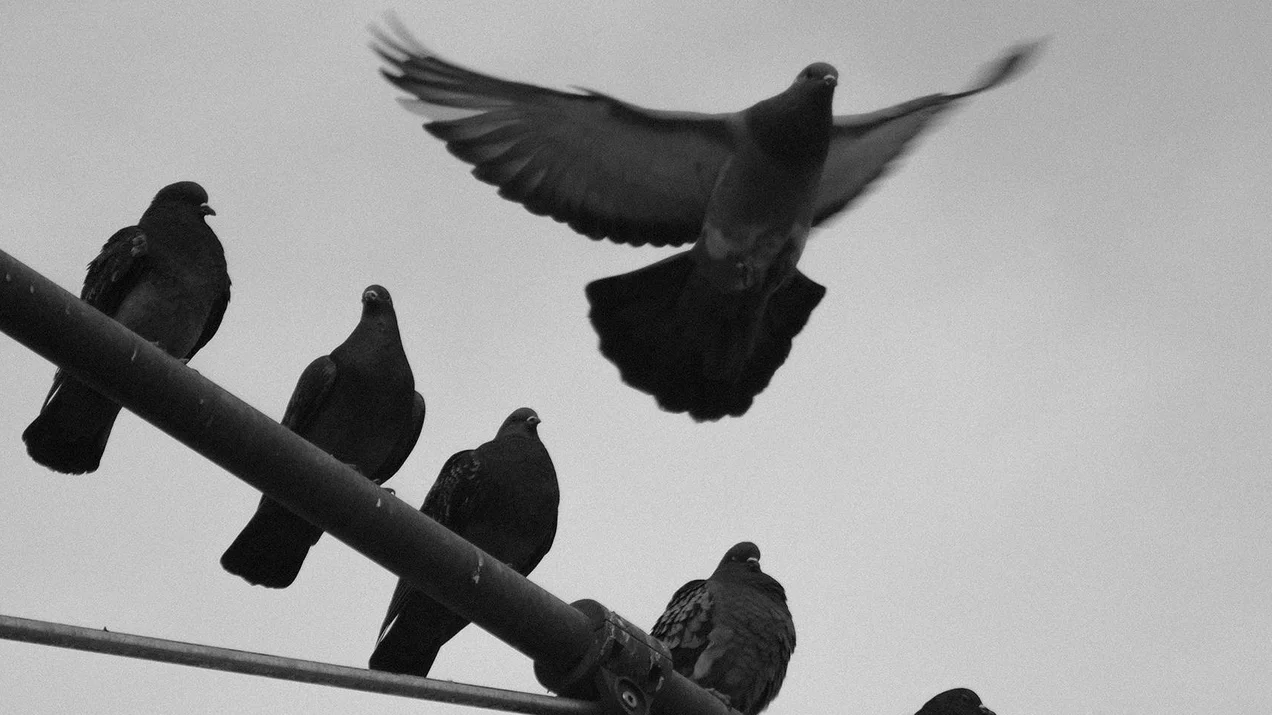 Essay: Tauben 